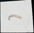 Fossil Mantis Shrimp (Sculda syriaca) - Lebanon #24069-1